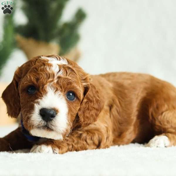 Duke F1B, Cavapoo Puppy